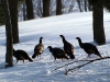 Wild Turkeys