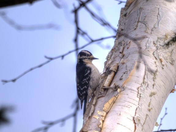 small_woodpecker1