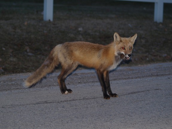fox_apr1409