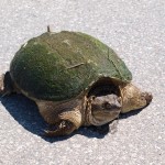turtle_crossing2