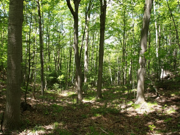 Dense Forest in Palgrave, Ontario