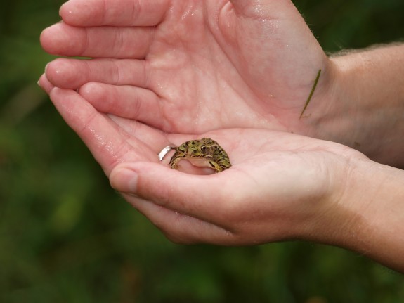 northern_leopard_frog