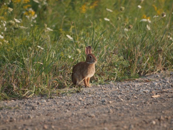 Eastern_Cottontail_Rabbit_1