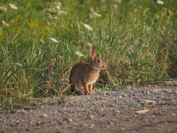 Eastern_Cottontail_Rabbit_2
