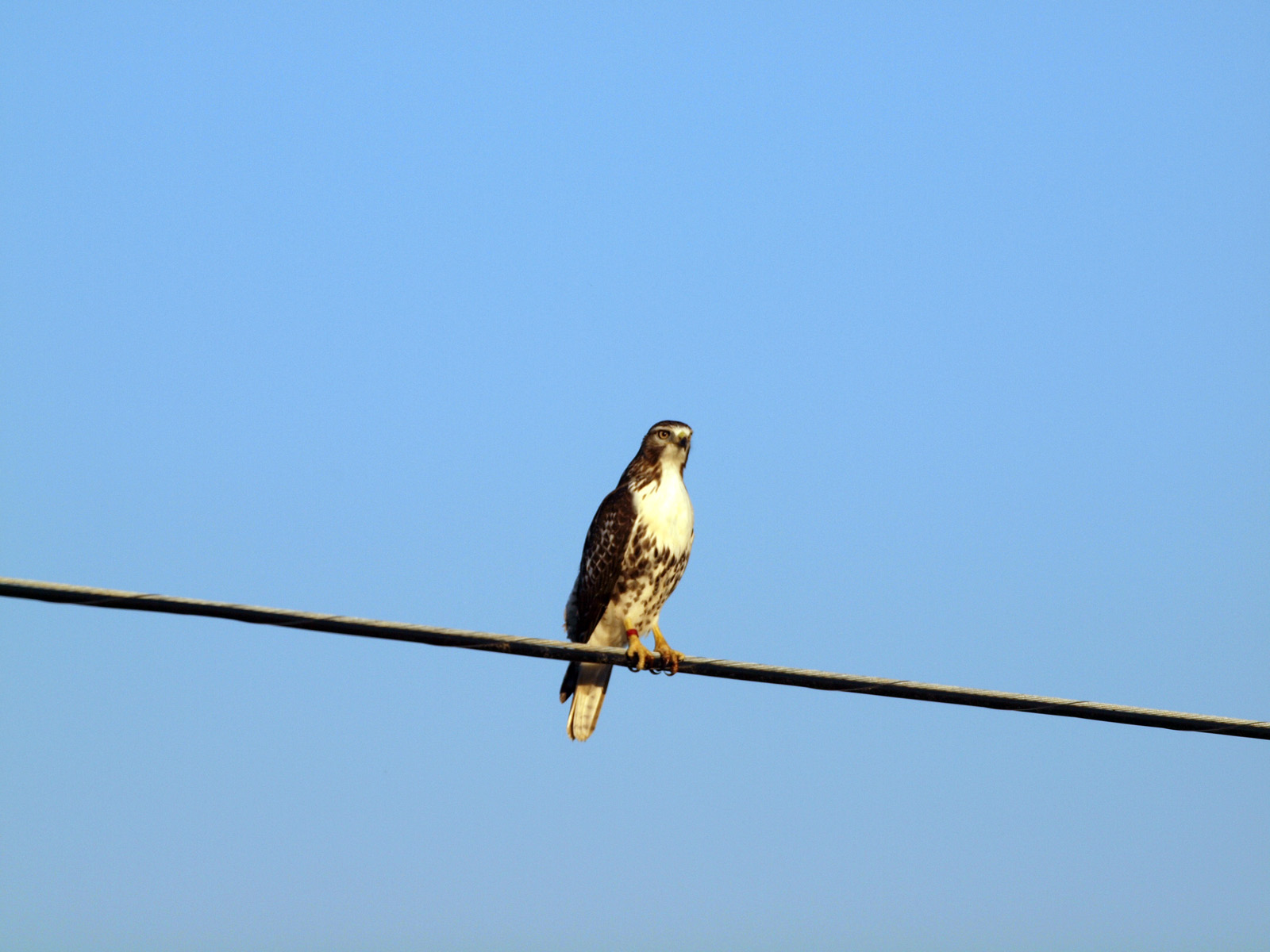 Pictures Of Hawks Of Southern Ontario 36
