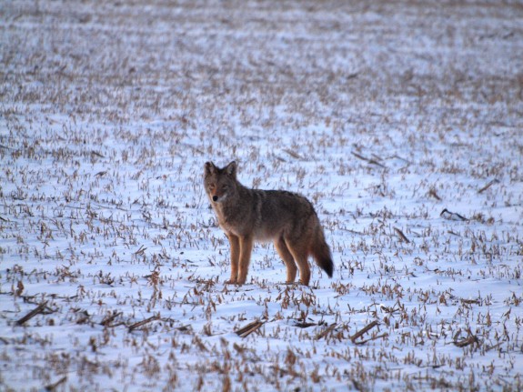 Coyote at Hwy 7 & 427 near Caledon