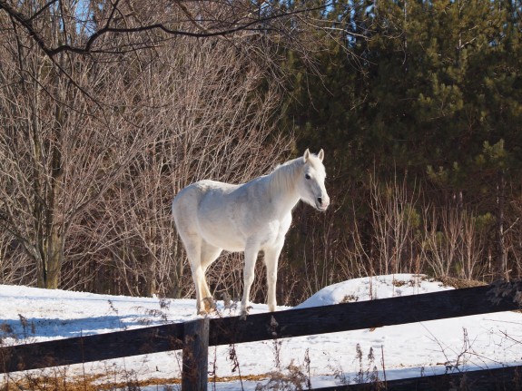 White Horse, Caledon