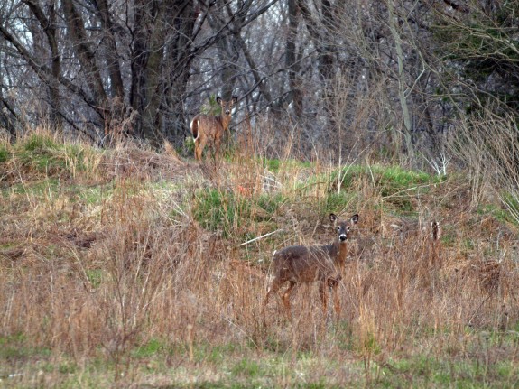 Spring Time Deer in Caledon, Ontario #1