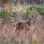 Spring Time Deer in Caledon, Ontario #3