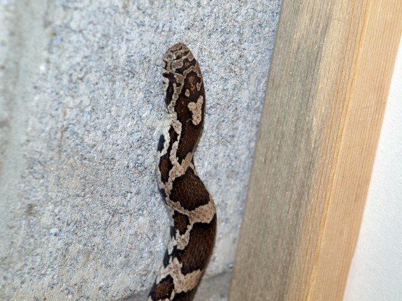 Adult Milk Snake in Caledon, Ontario