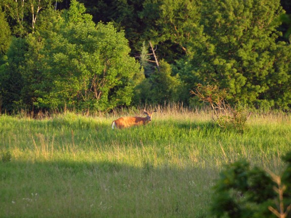 Male Deer, Caledon, Ontario - June 2010