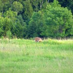 Male Deer, Caledon, ON