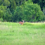 Young Deer, Caledon, Ontario