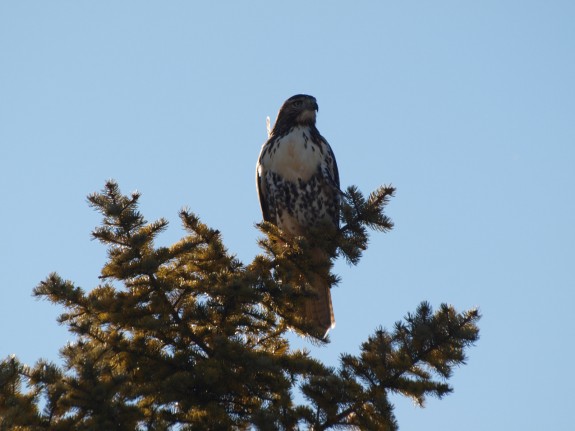 Hawk in Caledon, Ontario near Orangeville