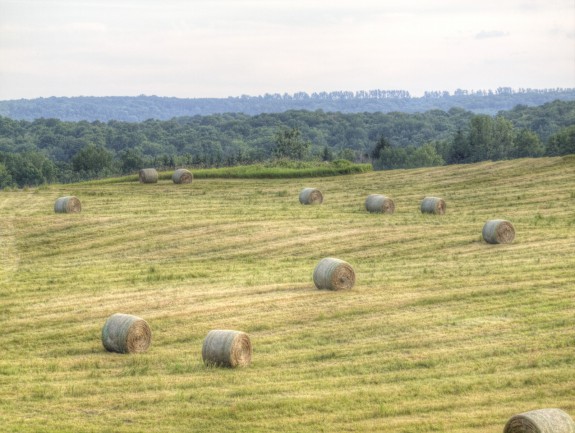 Bales of Hay in Field in Caledon, Ontario