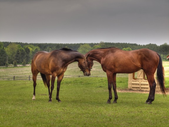Two horses in Caledon, Ontario