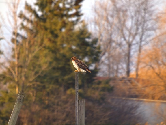 Hawk on a Pole in Caledon, Ontario