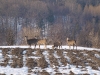 bolton_deer16
