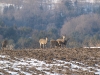 bolton_deer3