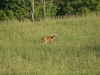 deer-caledon1