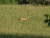 deer-caledon2