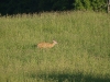 deer-caledon3