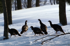 Wild Turkeys