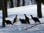 Wild Turkeys