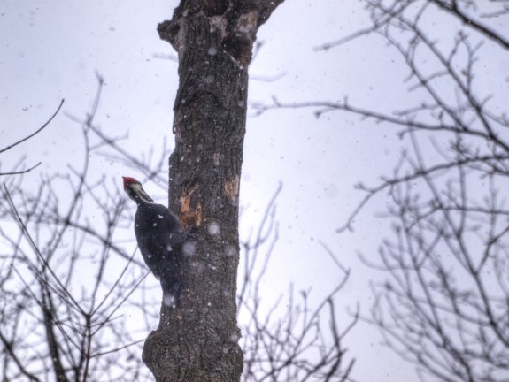 Woodpecker in Palgrave Conservation
