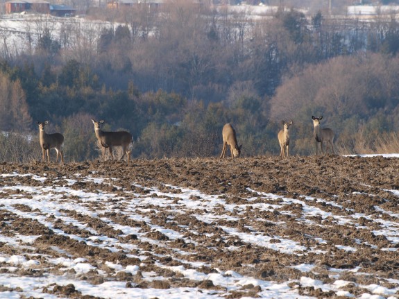 bolton_deer1