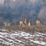 bolton_deer2