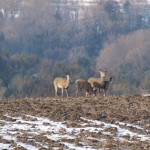 bolton_deer3