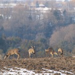 bolton_deer4