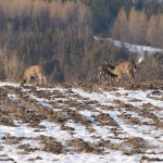 bolton_deer5