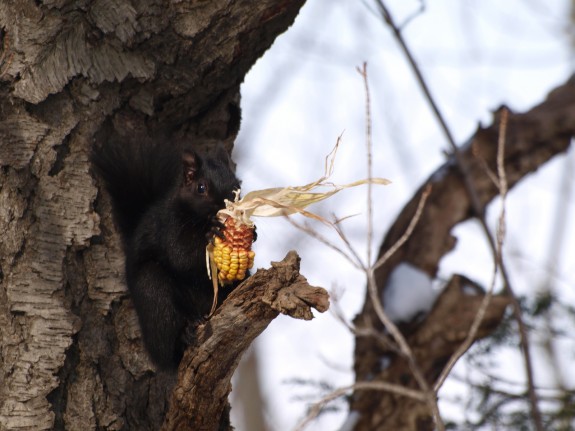 Caledon Squirrel