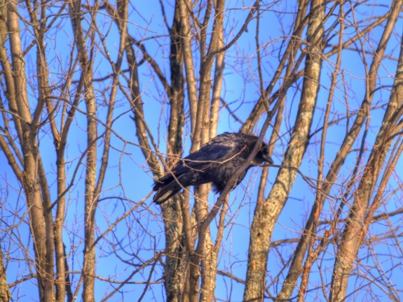 crow_hdr_tonemapped