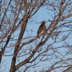 hawk2