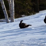 wildturkeys2