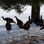 wildturkeys3