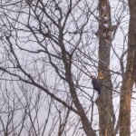 woodpecker1