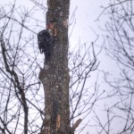 woodpecker2