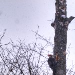 woodpecker3