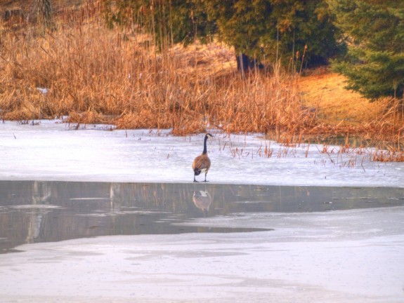 canada_goose1
