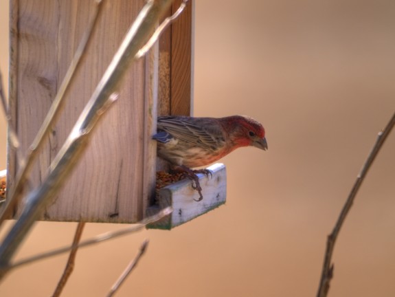 purplefinch_caledon