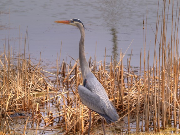 blueheron1