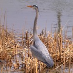 blueheron2