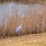 blueheron4