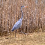 blueheron5