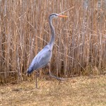 blueheron5