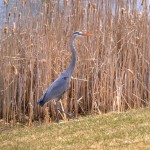 blueheron6